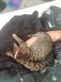 Hi sorry please keep a look out for my cat. She went missing early hours this mo