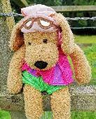 Teddy found, very well cared for