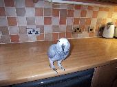 African Grey Parrot her name is Princess 15 years old in healthy condition very