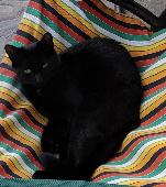 My black cat has been missing for a week now. 2 years old. Very affectionate and