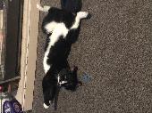 He is a young black and white cat. He scratches and bites people he is not famil