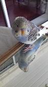 Lost budgie named Lupin, male, friendly, he does not like his back touched. He c
