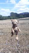 Mr Bear was found on 20th July 2020 perched on a barbed wire fence along the Moa