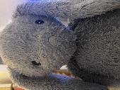 My 7yo lost Bunny- large, grey, very worn and very loved on the 16.55 Southeaste