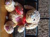 This poor chap is very sad and is desperate to get back to his owner. Please can