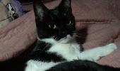 small, slender 3 year old female house cat, wandered out of door that had accide