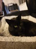 All black neutered cat with green eyes