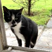 Hi, This is my neighbour’s cat, Sox. He has been missing since Wednesday. It is 