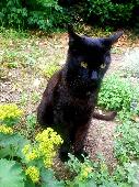 Jazzy's a giant black cat, long, shiny coat, muscular, with a brown undertone (v
