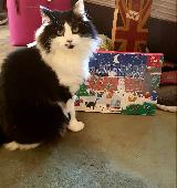 My 3 year old cat called Rose has been missing for 2 weeks. 