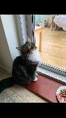 Percy is a long haired tabby, mostly grey with a white chest and white feet. Gre