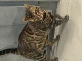 I have lost my Cat Simba he doesn’t have a collar he is microchipped 