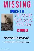 SILVER GREY/WHITE LONG HAIRED PERSIAN FEMALE ( 2 YEARS OLD) MICROCHIPPED AND SPA