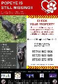Please can everyone keep a look out for this little chap. He has been missing ov