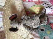 Our beloved ratty ! Leather patches on his ears and feet! Miss him more and more