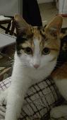 We are very worried for Mouffy, our 1-year-old cat that has not come back home s