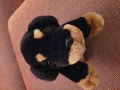 Cuddly toy dog found on the section of walk from the Cat & Fiddle Inn on the A53