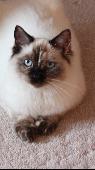 Female Tortie Ragdoll, 7 years old neutered & michrochipped. 