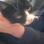 Skittles has gone missing from Shephall Stevenage, we fear she may have got stuc