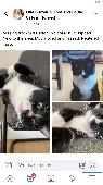 Black and white male. Chipped. No collar. White band on left front leg. White bi
