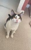 White and tabby male with shaved patch on tail.