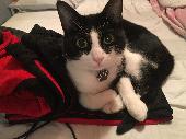 **MISSING** Has anyone seen our beautiful boy, Luna? He went missing from Jinny 