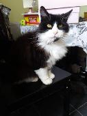 Large black and white Male cat. Long haired. Neutered. Not chipped (disappeared