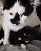 I am missing the white cat from the picture. Male domestic white cat with black 
