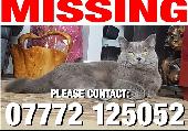 *MISSING* BRITISH BLUE MALE CAT since 24.09.20. A house cat escaped through wind