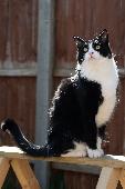 Hi My cat is missing since 5th of September .If anyone saw him please let me kno