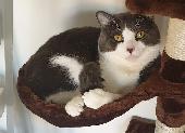 Cookie is a large cat with a grey top half and tail and white bottom half. He ha