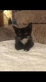 Missing - one year old male cat. daisy hill - heaton area. Last seen 22nd Octobe