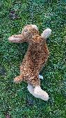 Beautiful ‘Wainwright’s’ Brown Bunny, found lost at 3pm on Sunday 25th March at 
