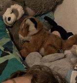 My 6 year old grandson Finley has lost his favourite tiger teddy ‘ZooZoo’ and h
