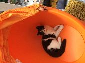Female Black and White Cat. 
