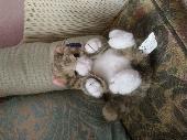 I'm not expecting to find the original toy cat as it was taken to a charity shop