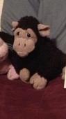 I’m trying to find my wife’s childhood stuffed monkey. We lost it in 2016 in Uta