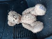 Found this very loved teddy while walking around South Bay Holiday Park in Brixh