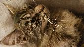 Long haired Maine/Norwegian Forest type cat only 8-month old called Toto