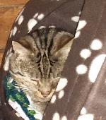 Our boy was a feral kitten when we rescued him with his mother and brother who a