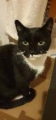 MISSING CAT IN LEIGH ON SEA Please help us, our cat went out yesterday afternoon