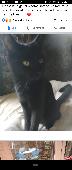 His name is cookie a 1 year old neutered and chipped male cat and is normally in