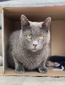 Messi is a 3 year old blue/grey medium fur male who is chipped & has been neuter