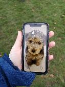 Found in Oaks park - iPhone with case and puppy screensaver 