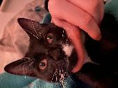 Hello I have just moved into my first home and my cat named gunner who is under 