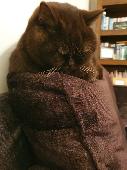 Coco small brown cat 2 yo missing since Friday ???? 