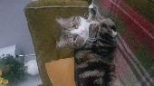 Male cat- Tabby and white male cat with pink nose. Deeply missed and very much w