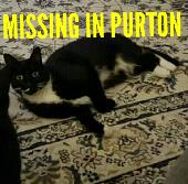 Black and white tuxedo cat male neutered microchipped missing purton, could have