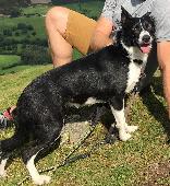 Lovely little collie Layla has been missing since 11.30 this morning, last seen