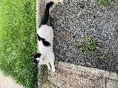 His name is BeeWee He has a black mark on his nose and a black tail He was last 